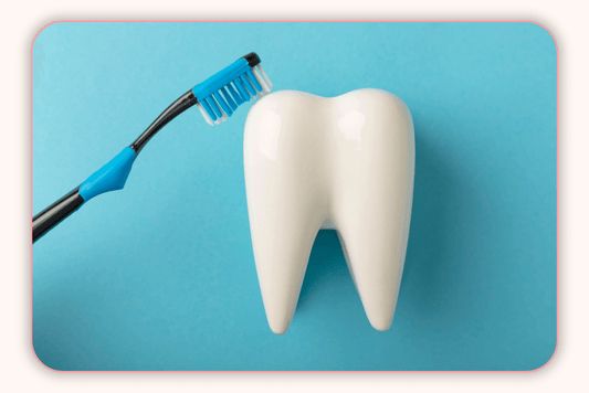 Flore Intime Et Microbiote Buccal : Un Lien À Explorer