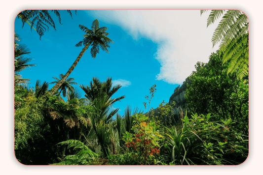 Comment Le Climat Tropical Influence La Flore Intime