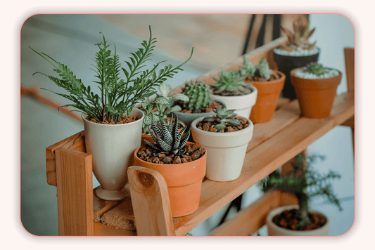 Les Meilleurs Suppléments À Base De Plantes Pour Soutenir Le Microbiote Féminin