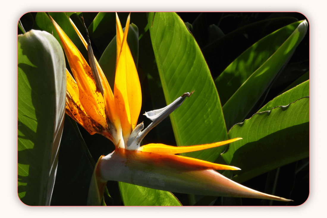 Flore Vaginale : Comprendre Son Importance Pour Votre Santé Intime