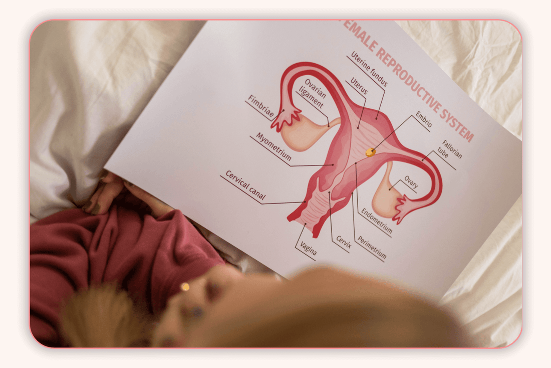 Qu’est-ce que la flore vaginale et quel est son lien avec la santé vaginale ?