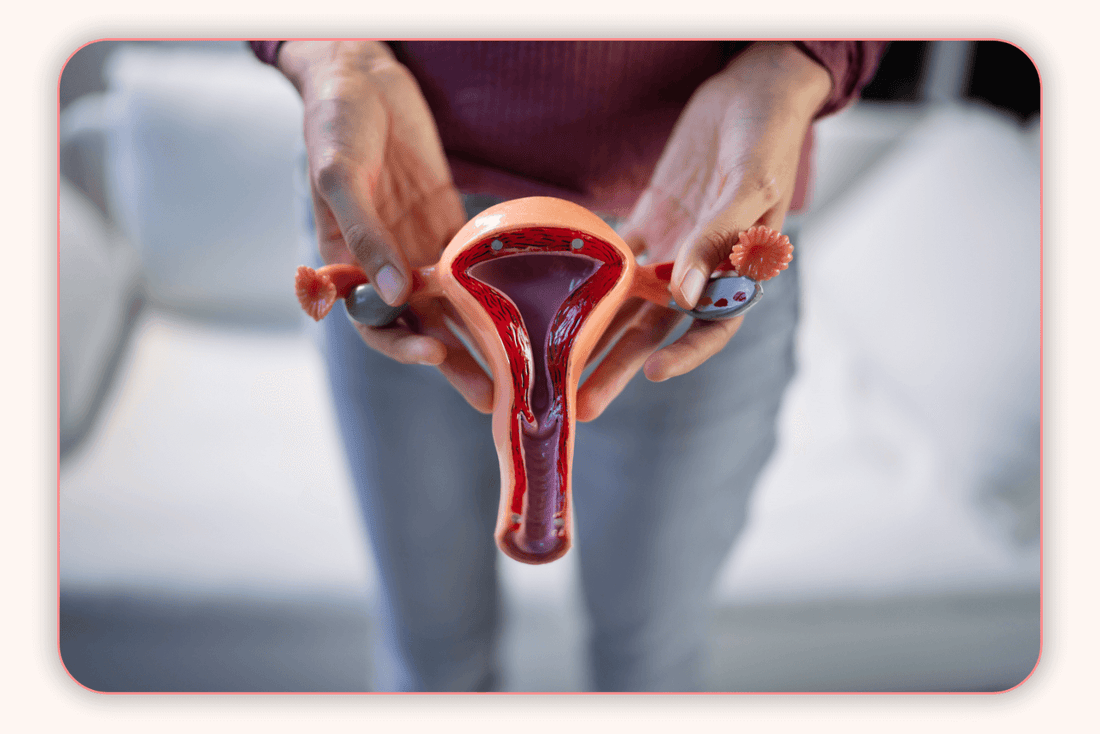 Meilleur Probiotiques pour les Femmes : Qu’est-ce que les Probiotiques Vaginales ?