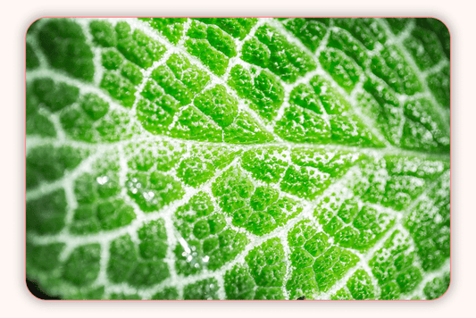 Exploration des Merveilles de la Chlorophylle