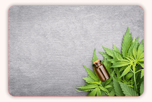 CBD et le Système Endocannabinoïde