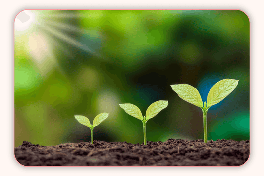 Les Meilleures Plantes Pour Soutenir Une Bonne Santé Vaginale
